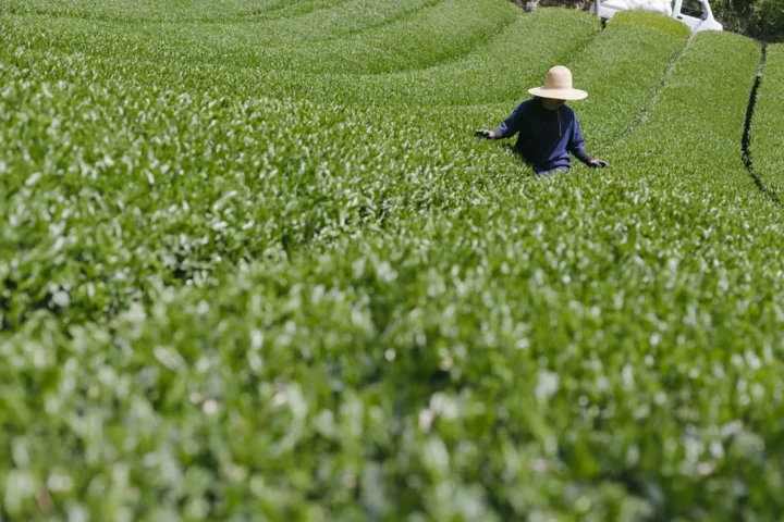 八女茶