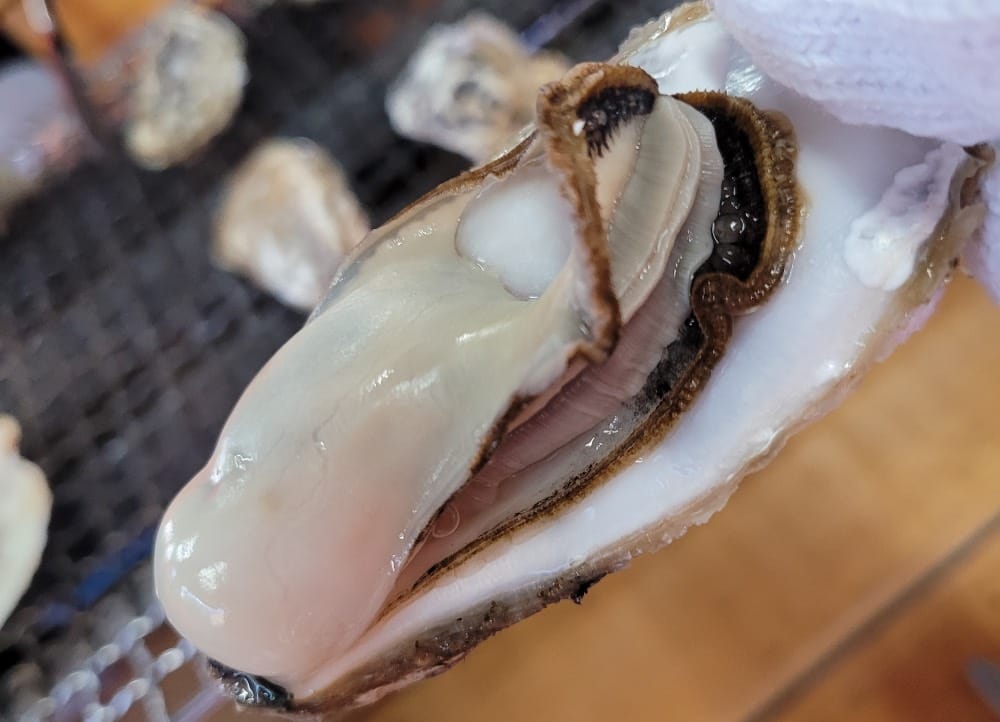 糸島牡蠣