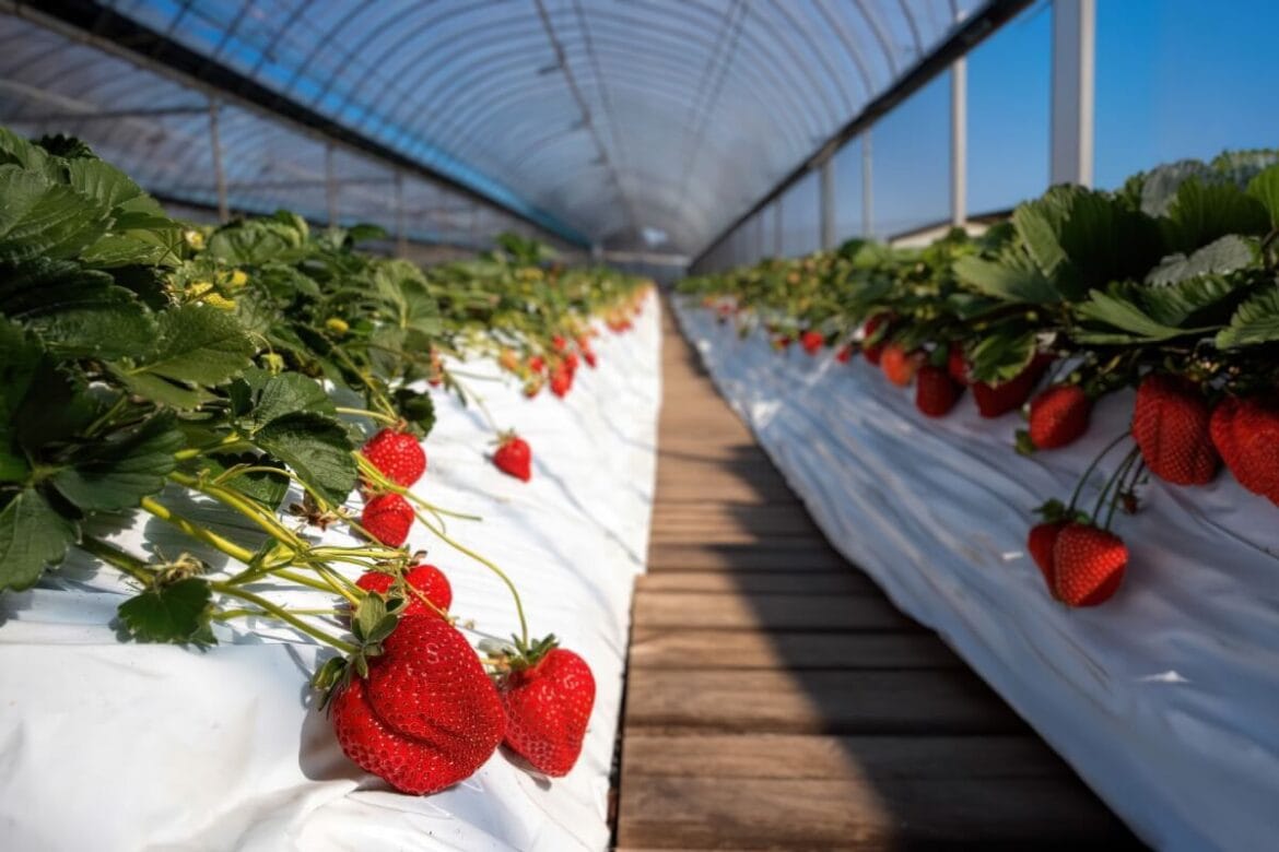 草莓季 福岡草莓