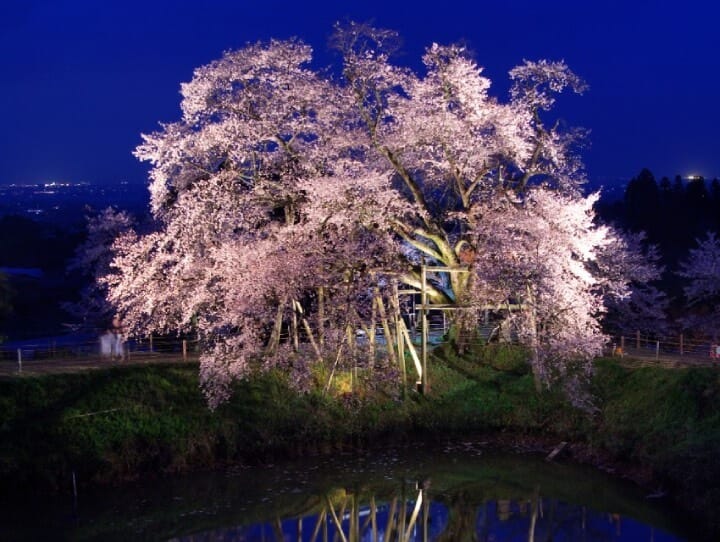 福岡櫻花