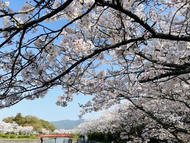 福岡櫻花
