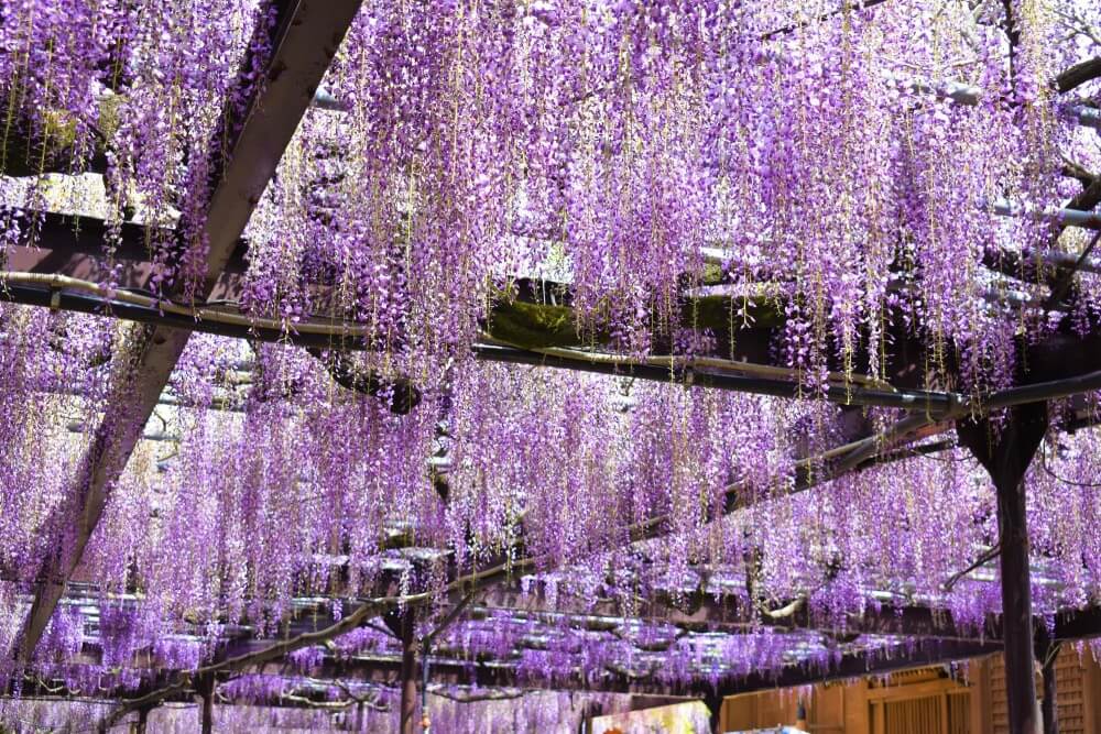 福岡紫藤